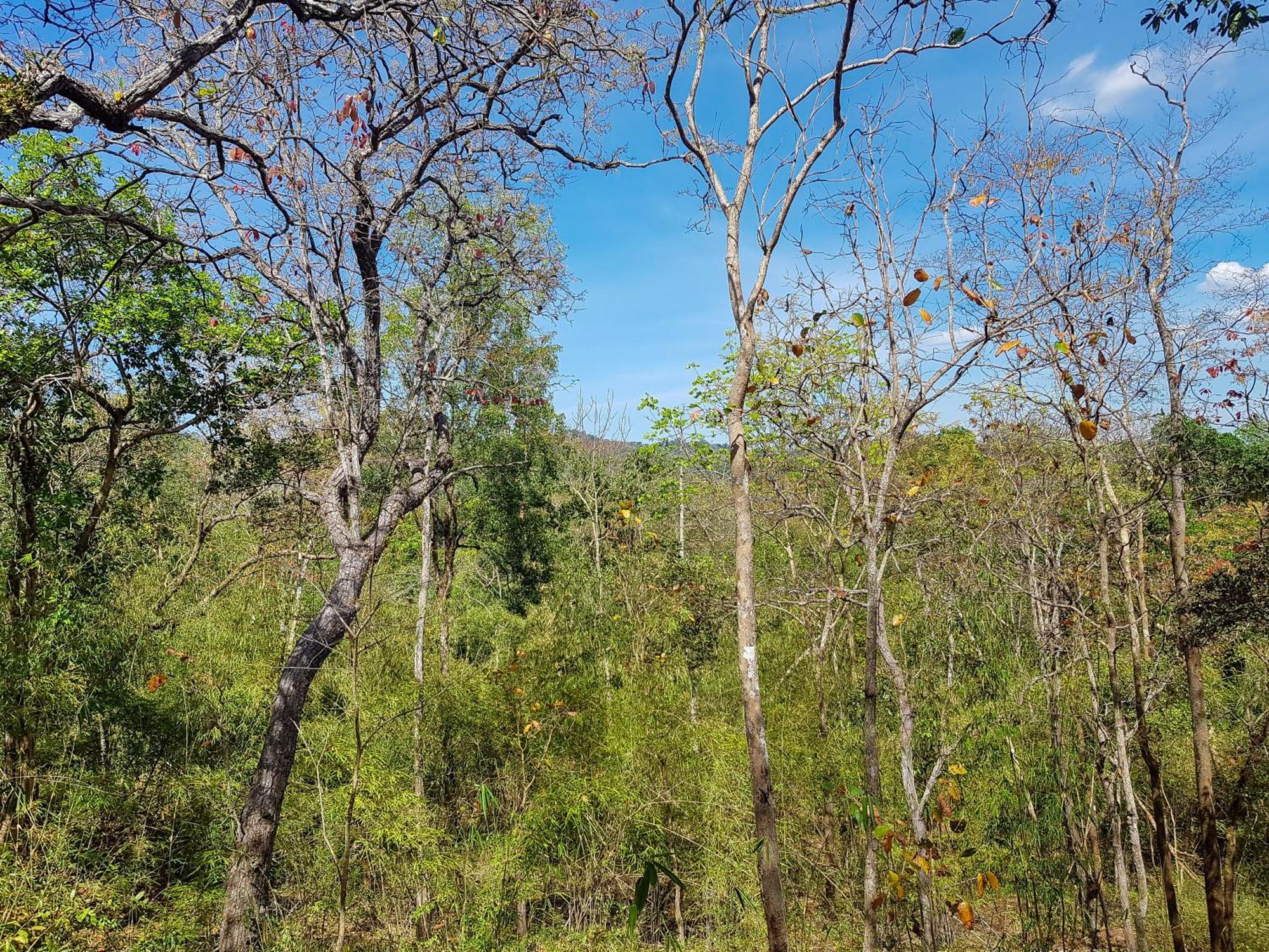 Ratanakiri Homestay & Jungle Trek Banlung Exteriör bild
